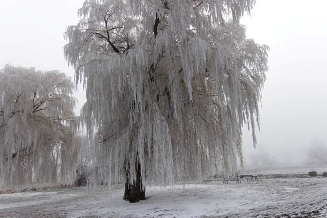 A tree covered in snow

Description automatically generated